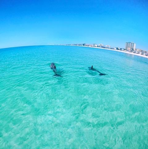 Dolphins swimming in clear emerald water near Fort Walton Beach shoreline