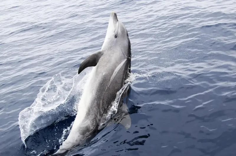 Dolphin jumping out of the water during a sightseeing tour in Panama City Beach