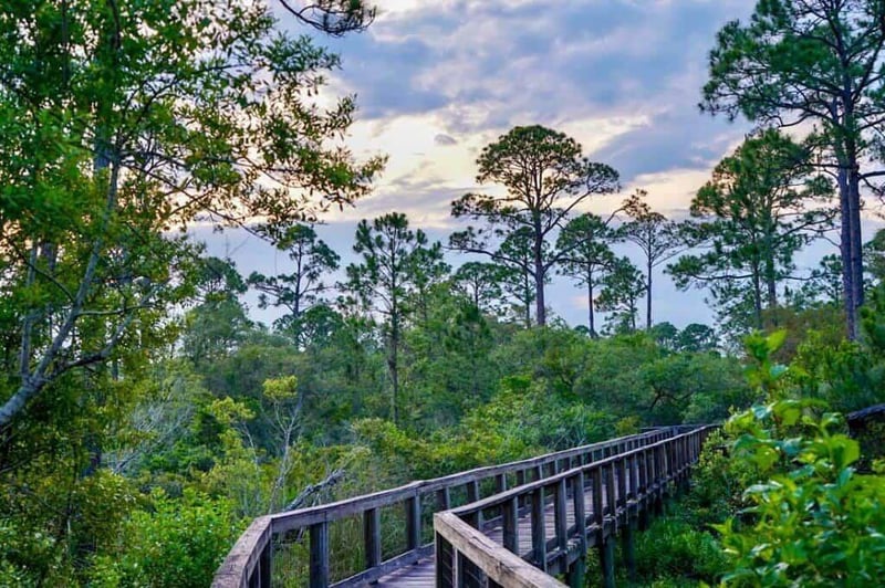 Boardwalk trail through pine forest at Big Lagoon State Park Pensacola