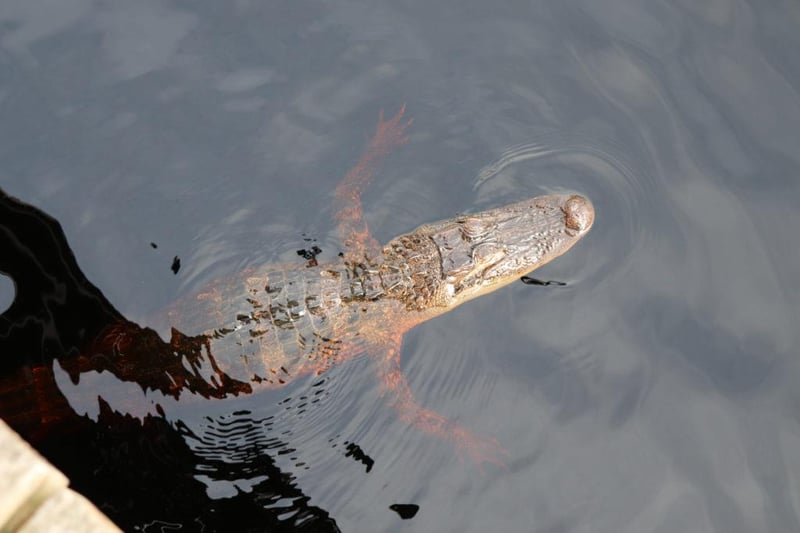 Alligator swimming in water at Big Lagoon State Park Pensacola