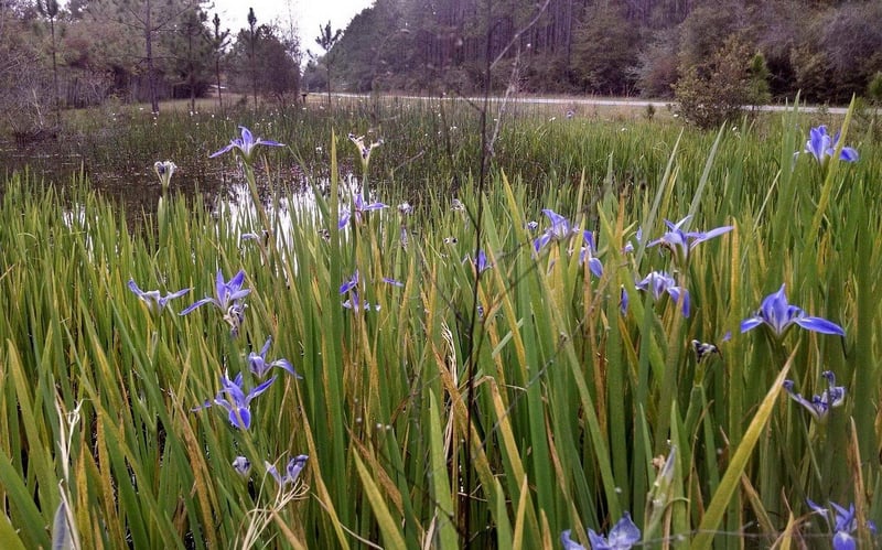 Wildflowers and wetlands along Blackwater Heritage Trail in Pensacola