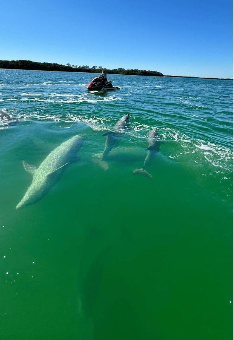 Dolphins swimming and playing around the jet skis