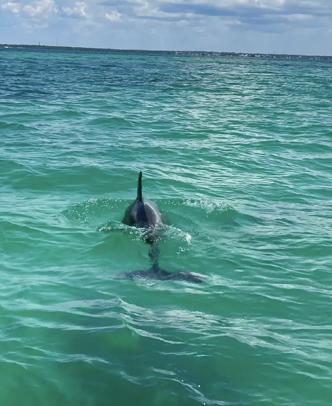 Experience dolphins in their natural habitat