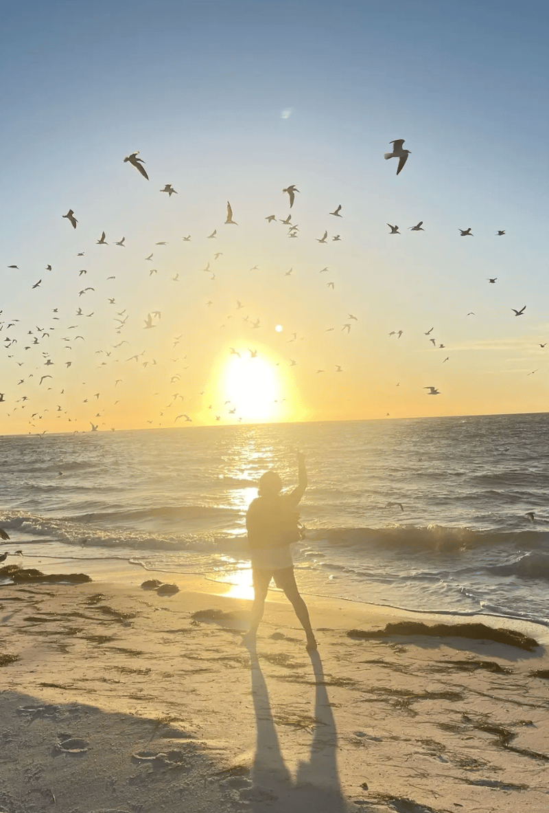 Beautiful island sunset with native birds
