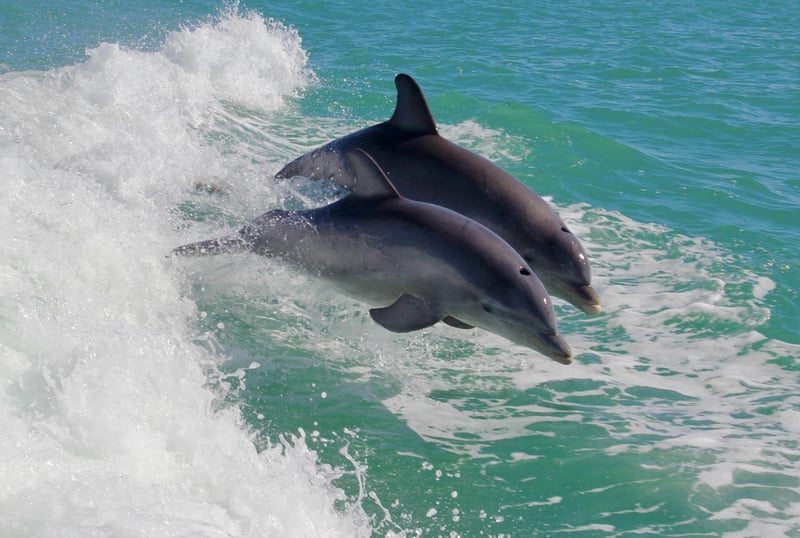 Dolphins spotted during the cruise