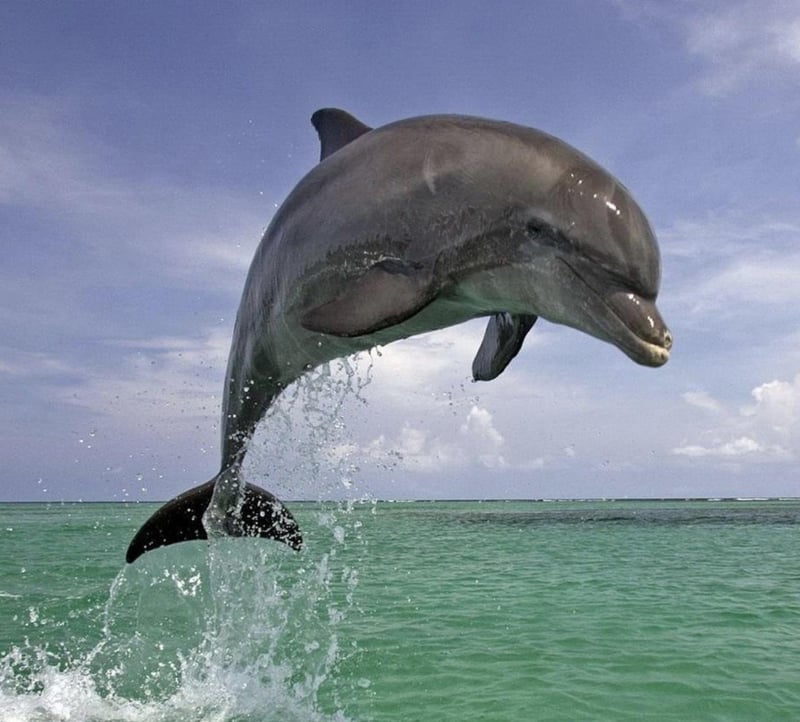 Dolphin greeting the catamaran sailors