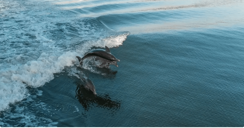 1361790 Spot Playful Dolphins In The Waters Of Southwest Florida