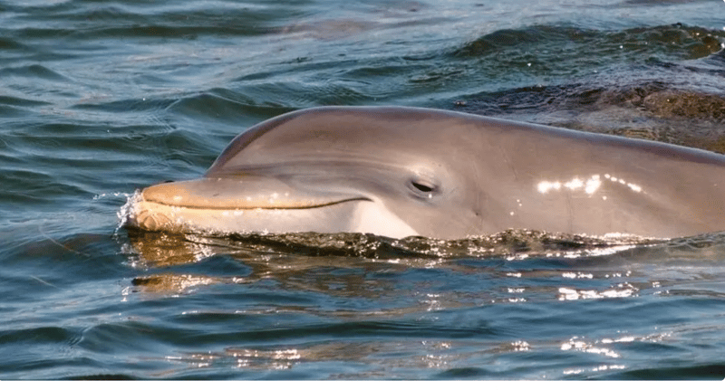 Spot playful dolphins in the waters of Southwest Florida.