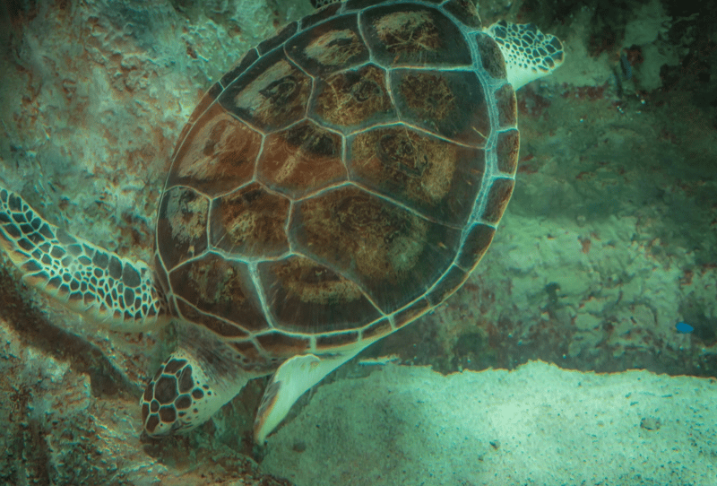 Incredible sea turtle encounter below the kayak