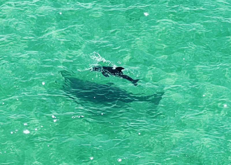 Mother and infant dolphin seen from kayak tour