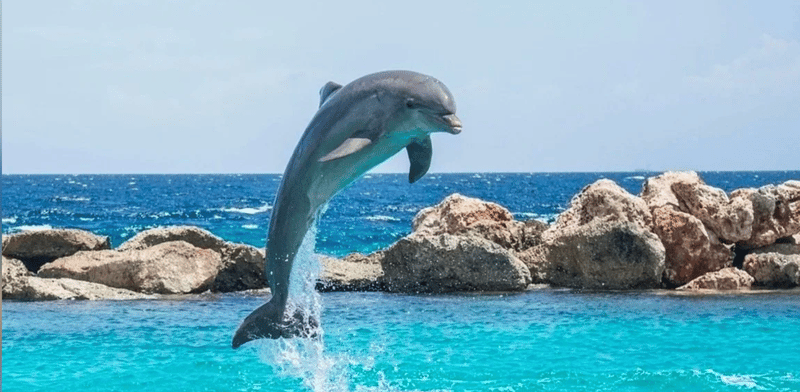 Scenic Sarasota boating adventure for all ages
