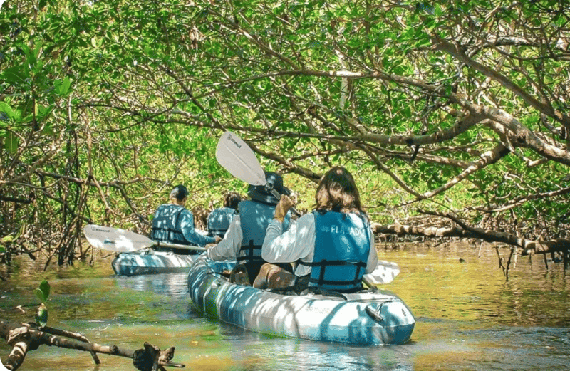 1365135 Guests Kayaking Through Narrow Mangrove Tunnels In Rookery Bay