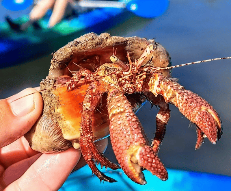 Wildlife encounter during a guided Rookery Bay kayak tour