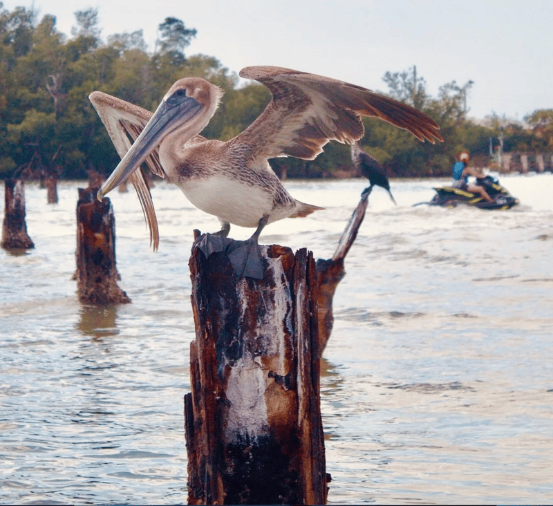 Pelican resting on a dock overlooking the water