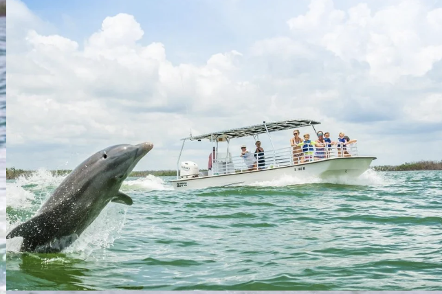 1366945 Dolphin Swimming Beside A Tour Boat In Calm Coastal Waters