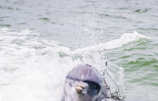 Wildlife sightseeing tour on calm, sunny coastal waters