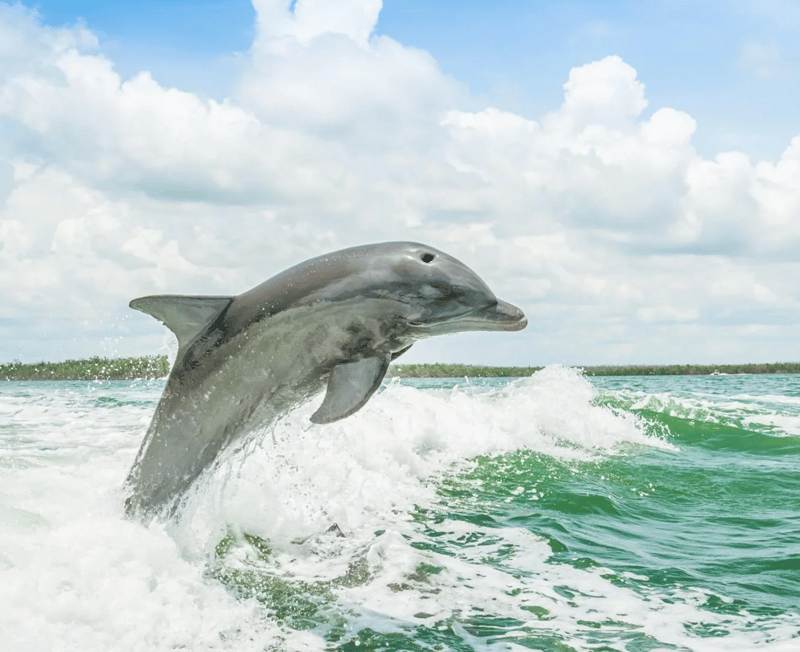 Dolphin leaping from the sea alongside a tour boat