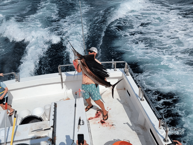 Catches include Red Snapper, Vermilion Snapper, Wahoo, Lane Snapper, Scamp Grouper, Snowy Grouper, Gray Triggerfish, and Dolphin Mahi Mahi