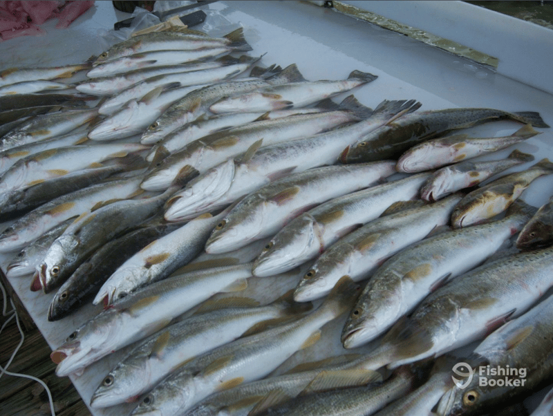 Catches can include Redfish, Spotted Seatrout, Spanish Mackerel, Blacktip Shark, Tiger Shark, and Speckled Trout.