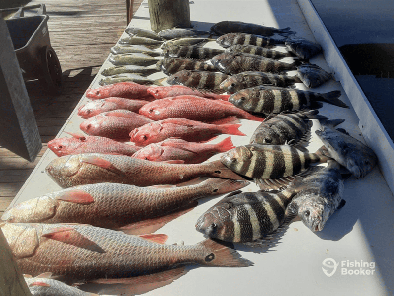 Catches can include Redfish, Speckled Trout, Sheepshead, Pompano, Red Snapper, Cobia, King and Spanish Mackerel and more