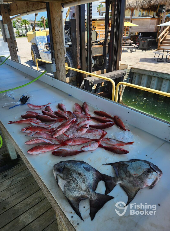 Catches can include Redfish, Trout, Flounder, Sheepshead, Sharks, Mackerel, Grouper, Snapper, Triggerfish, Shark, and Cobia