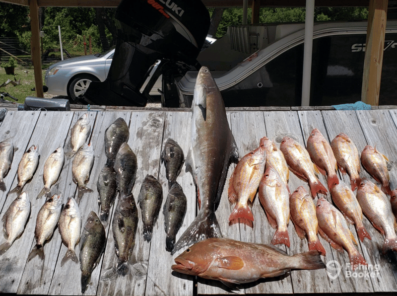 Catches can include Amberjack, Cobia, Mahi Mahi, Gag Grouper, Red Grouper, King Mackerel Redfish, Black Seabass, Mangrove Snapper, Red Snapper, Speckled Trout, and Tripletail.