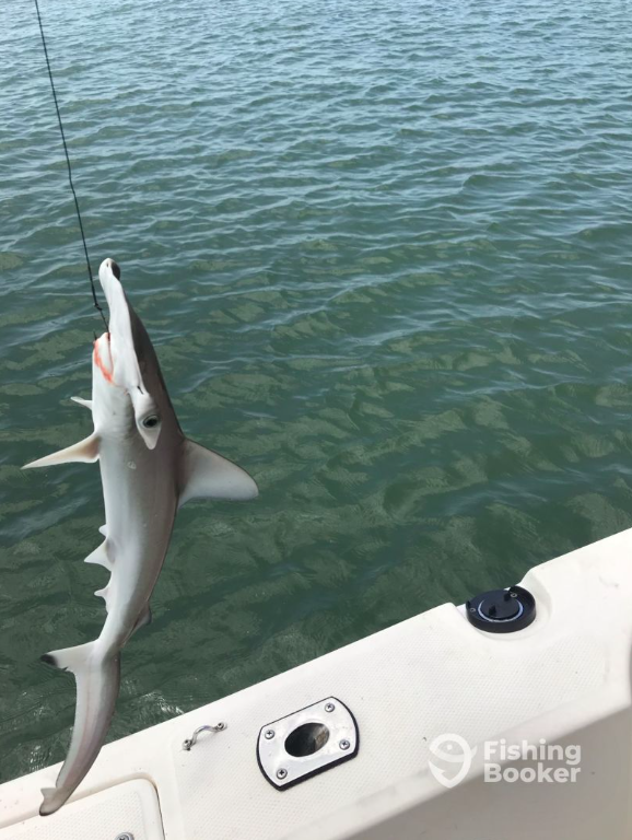 Reel Fun Fishing Charters