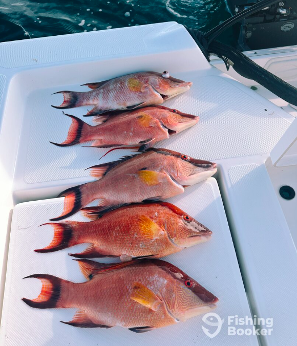 Come out with Captain Mason and catch some Hogfish