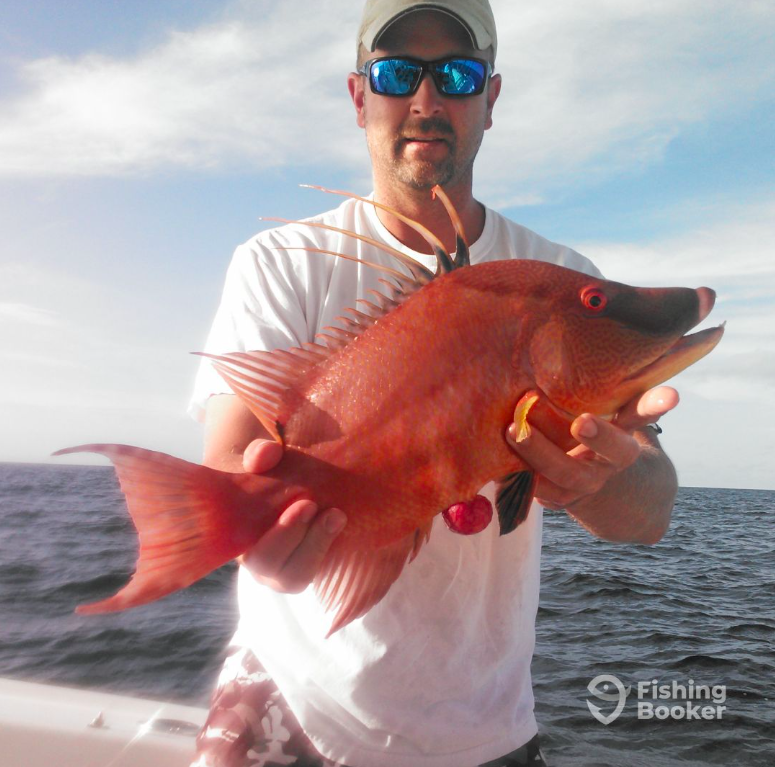Come catch some Hogfish with Captain Brad