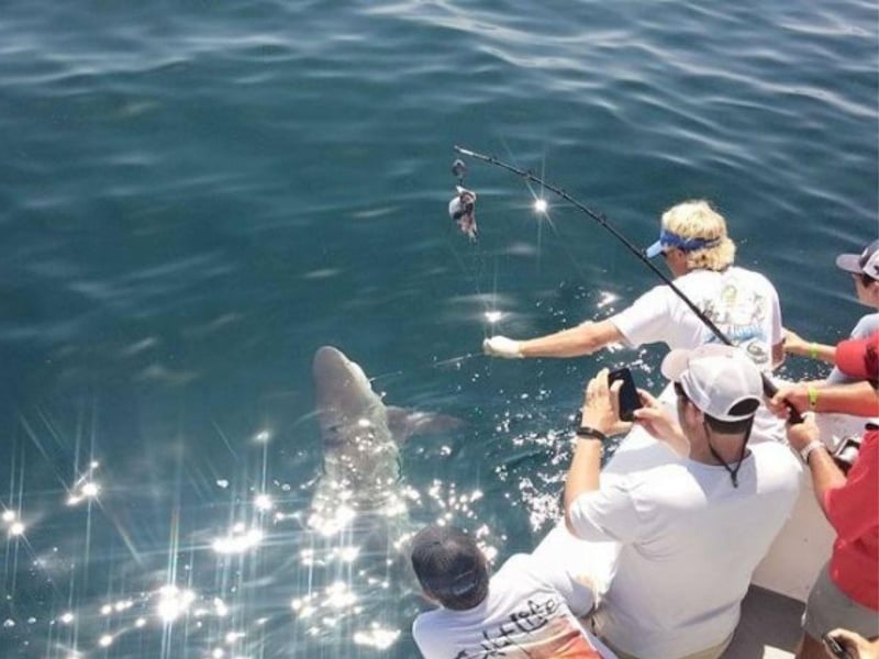 A group on Cool Change Charters fishing for a shark