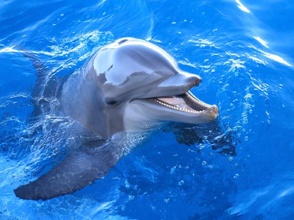 Gulf World Marine Park