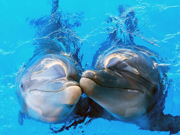 Gulf World Marine Park