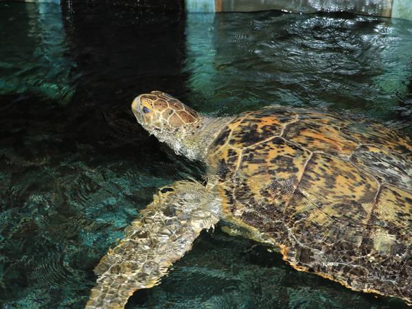 Gulf World Marine Park