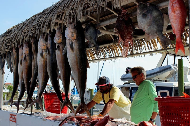 A variety of fish caught on board Lively One II on the dock