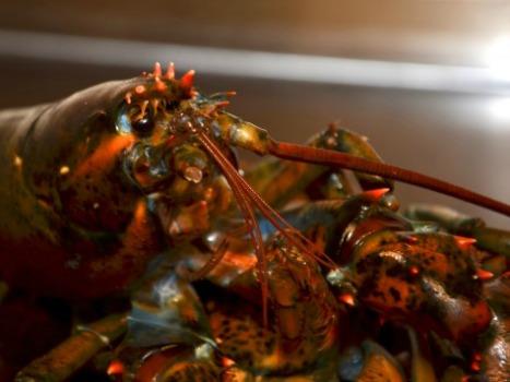 Lobster dish at Crab