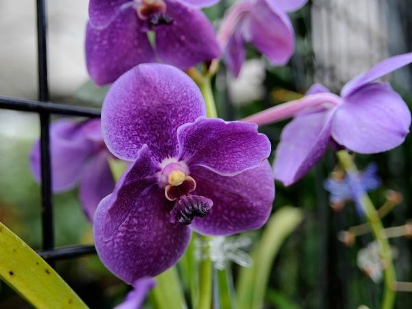 Marie Selby Botanical Gardens