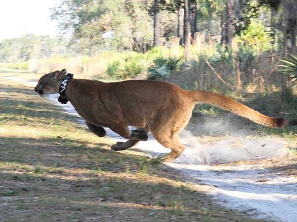 Everglades Day Safari