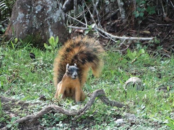Everglades Day Safari