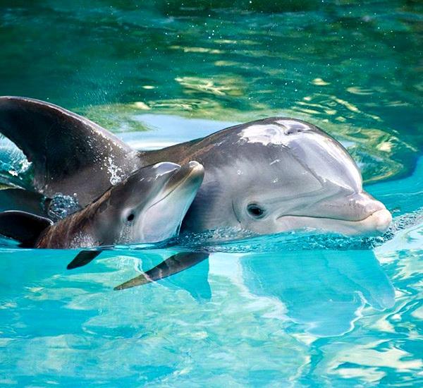 Bottlenose dolphin seen from the Southern Star