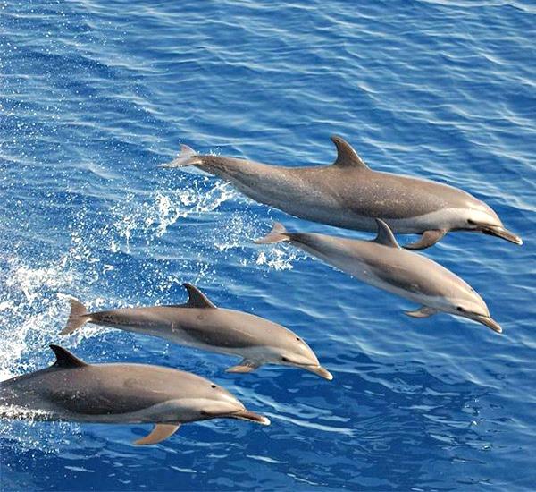 Southern Star Dolphin Cruises in Destin, Florida