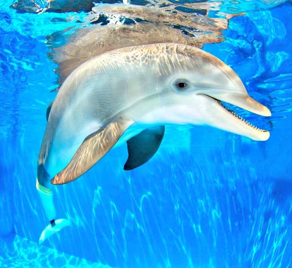 Winter the tailless dolphin swimming in her tank at Clearwater Marine Aquarium