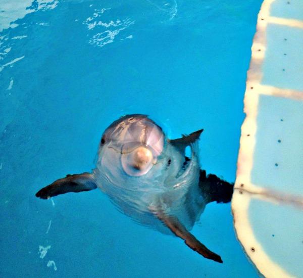 Hope dolphin swimming in her tank at Clearwater Marine Aquarium