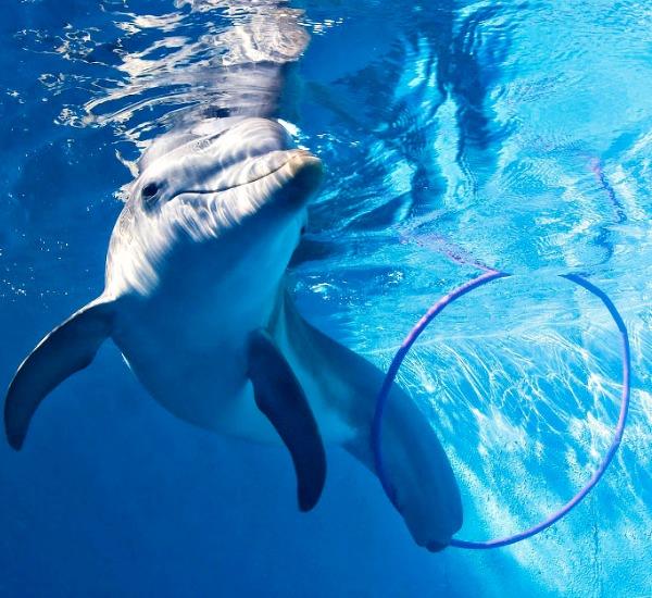 Winter dolphin swims with a hoop in her tank at Clearwater Marine Aquarium.
