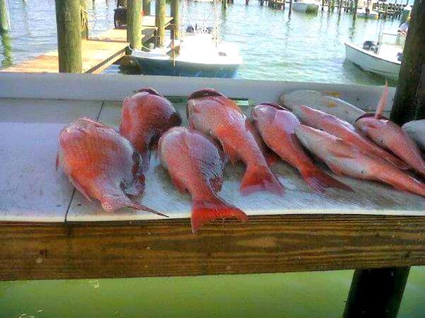 Red snapper caught in Gulf Shores, Alabama