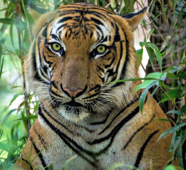 Closeup of Malayan tiger at the Naples Zoo at Caribbean Gardens