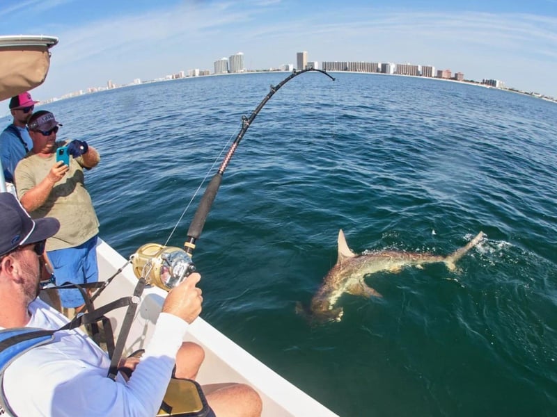Anglers fishing for a shark