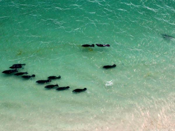 Aggregation of manatees in the Gulf near Panama City courtesy of Panhandle Helicopter