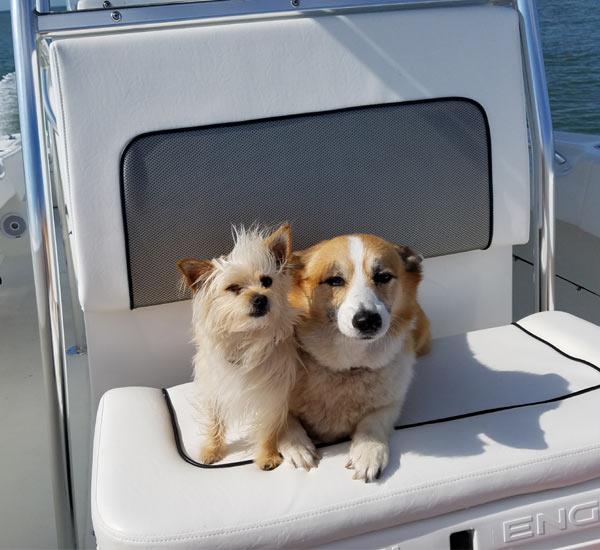 Pets are welcome on Bay View Charters on St. George Island, Florida