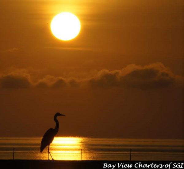 Great Blue Heron at Sunset aboard Bay View Charters on St. George Island