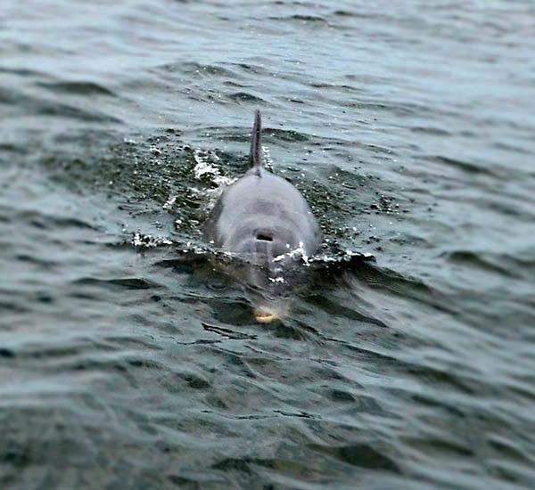 Close up dolphin sighting on Bay View Charters on St. George Island Florida